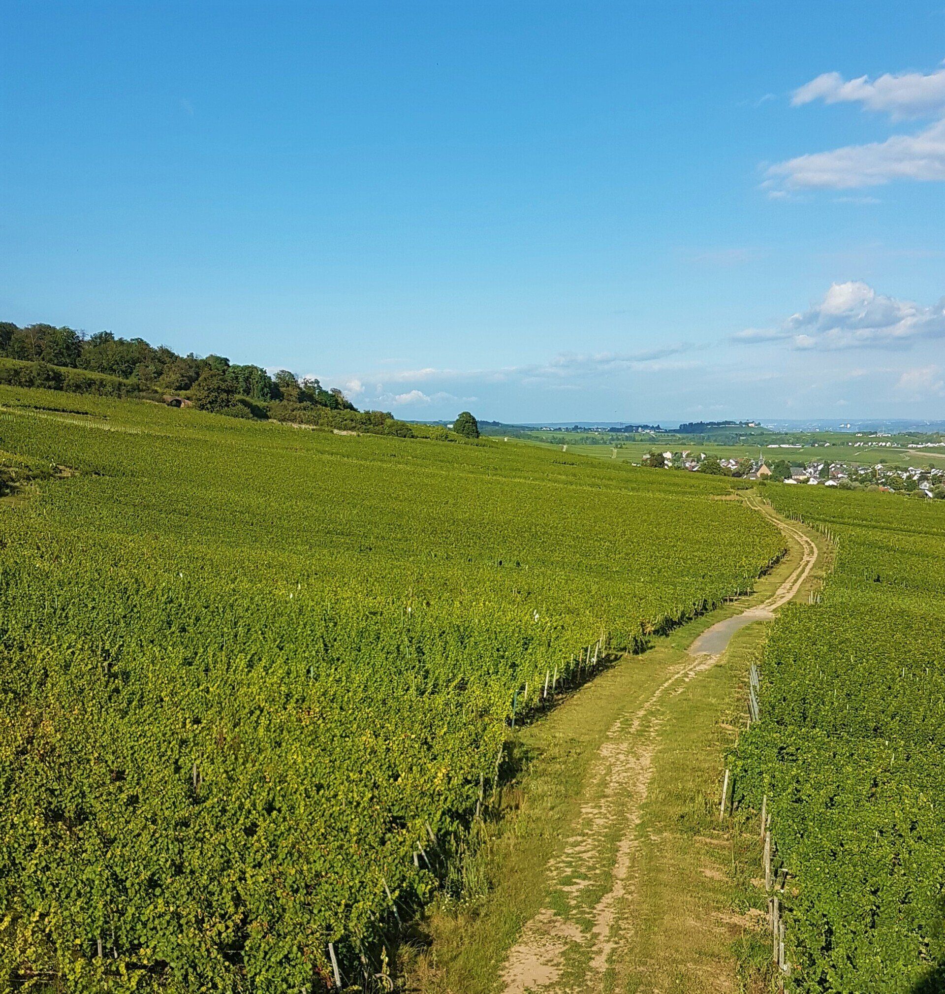 Weingut kaufen Rheingau - Weinberge bei Rüdesheim