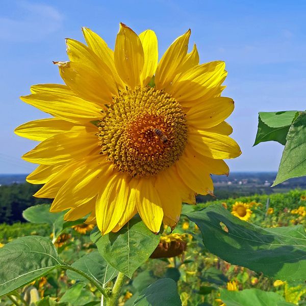 Weingut kaufen Südbaden - Sonnenblume