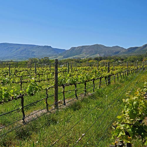 Weingut kaufen Südfrankreich - Weinberge