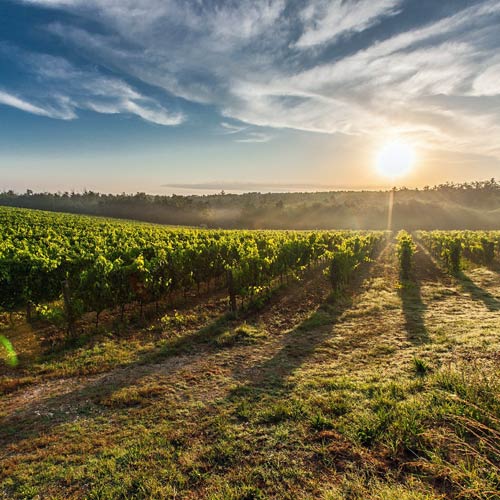 Weingut kaufen Südfrankreich - Abendstimmung