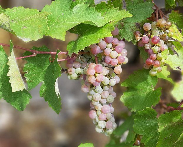 Weingut kaufen in Baden / Markgräflerland - Trauben