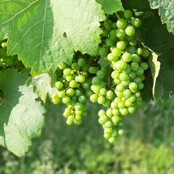 Weingut zu verkaufen Rheinhessen