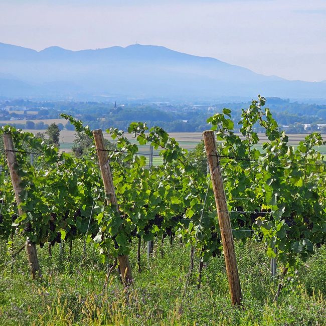 Weingut kaufen Südbaden mit großen Lagen und hohem Preisniveau