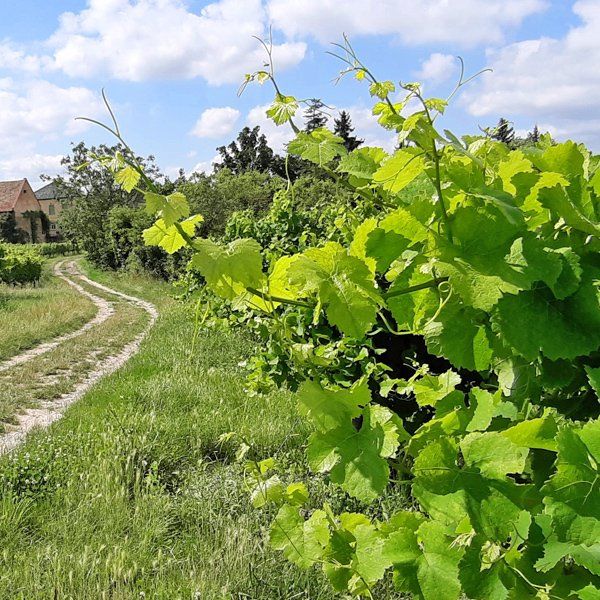 Weingut zu verkaufen Rheinhessen