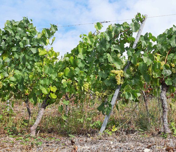 Weingut kaufen in Baden / Markgräflerland - Reben