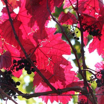 12 Tipps zum Kauf eines Weinguts