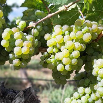 Weingut zu verkaufen - Rheingau