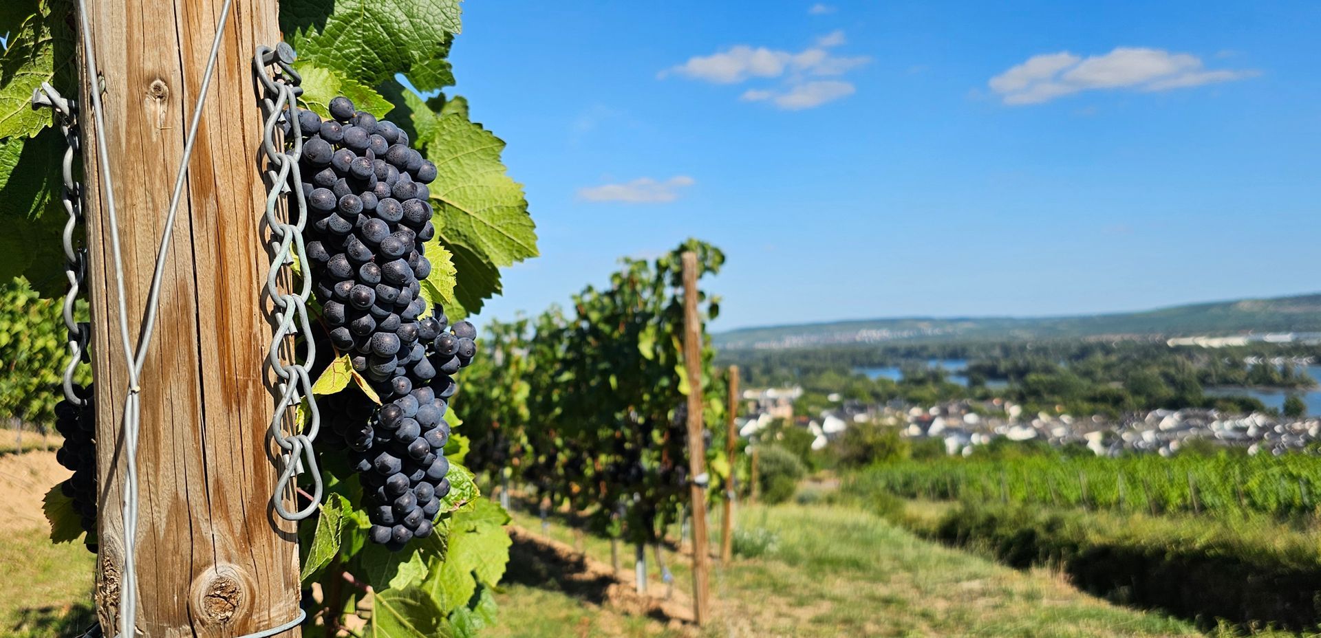 Wer sind die Gewinner der Krise im deutschen Weinbau? Der Kurztext gibt Antworten