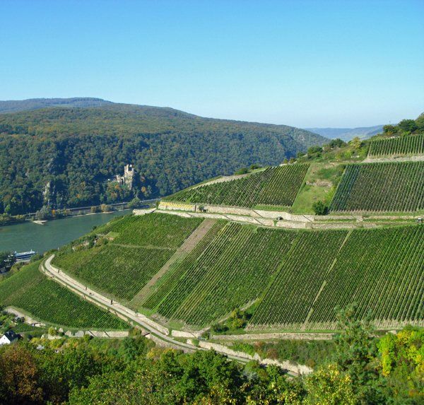 Weingut zu verkaufen Rheintal