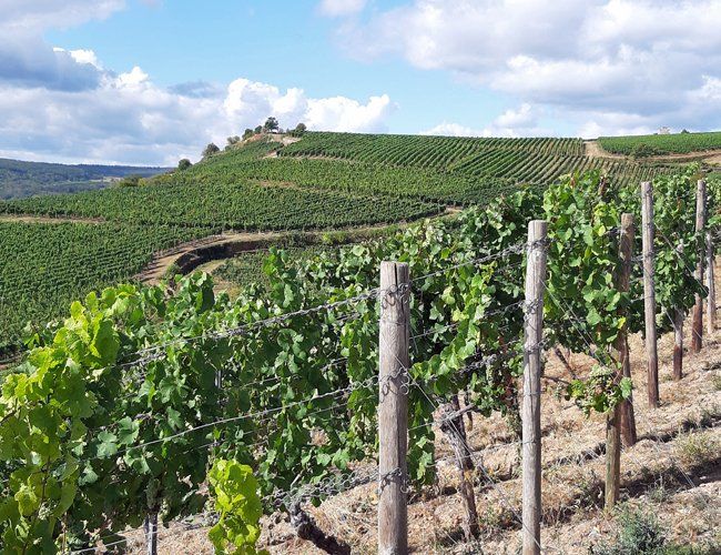 Weingut zu verkaufen Rheingau
