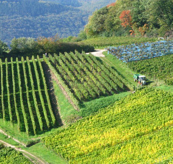 Weingut zu verkaufen Rheintal