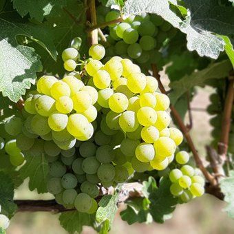 Weingut zu verkaufen - MIttelrheintal - Riesling