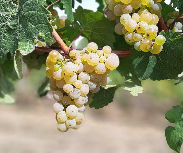 Weingut zu verkaufen Rheintal