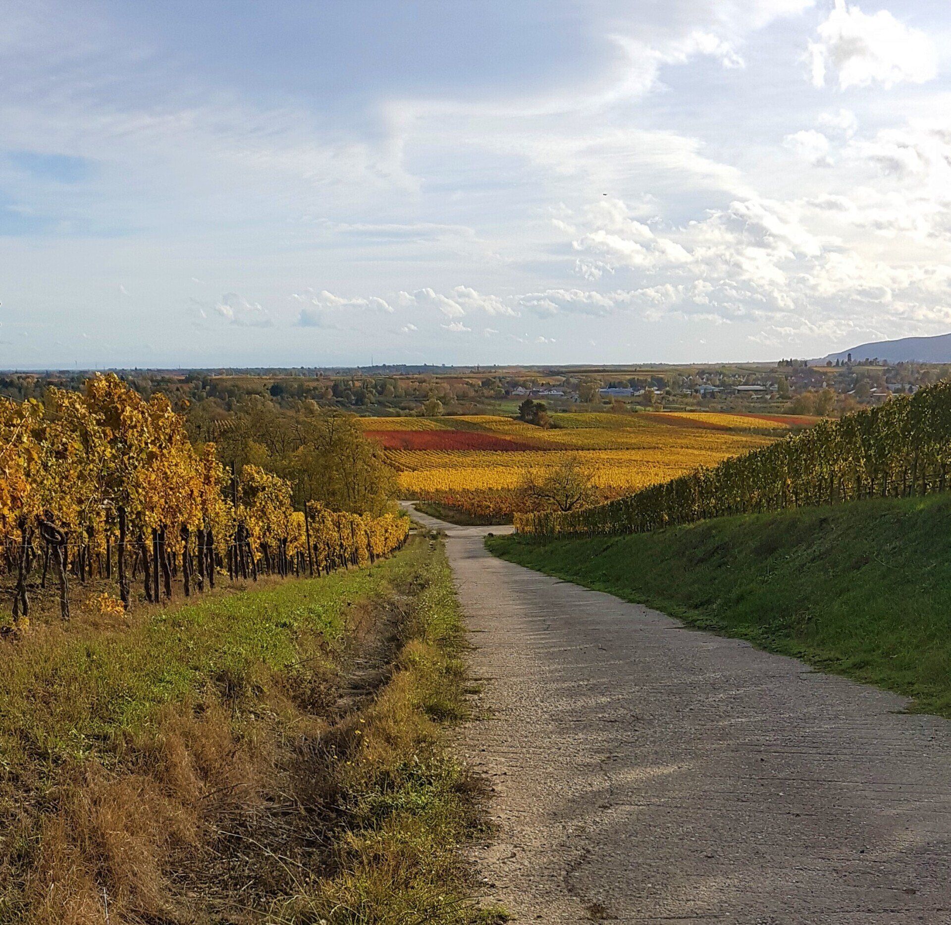 großes Weingut zu verkaufen Pfalz
