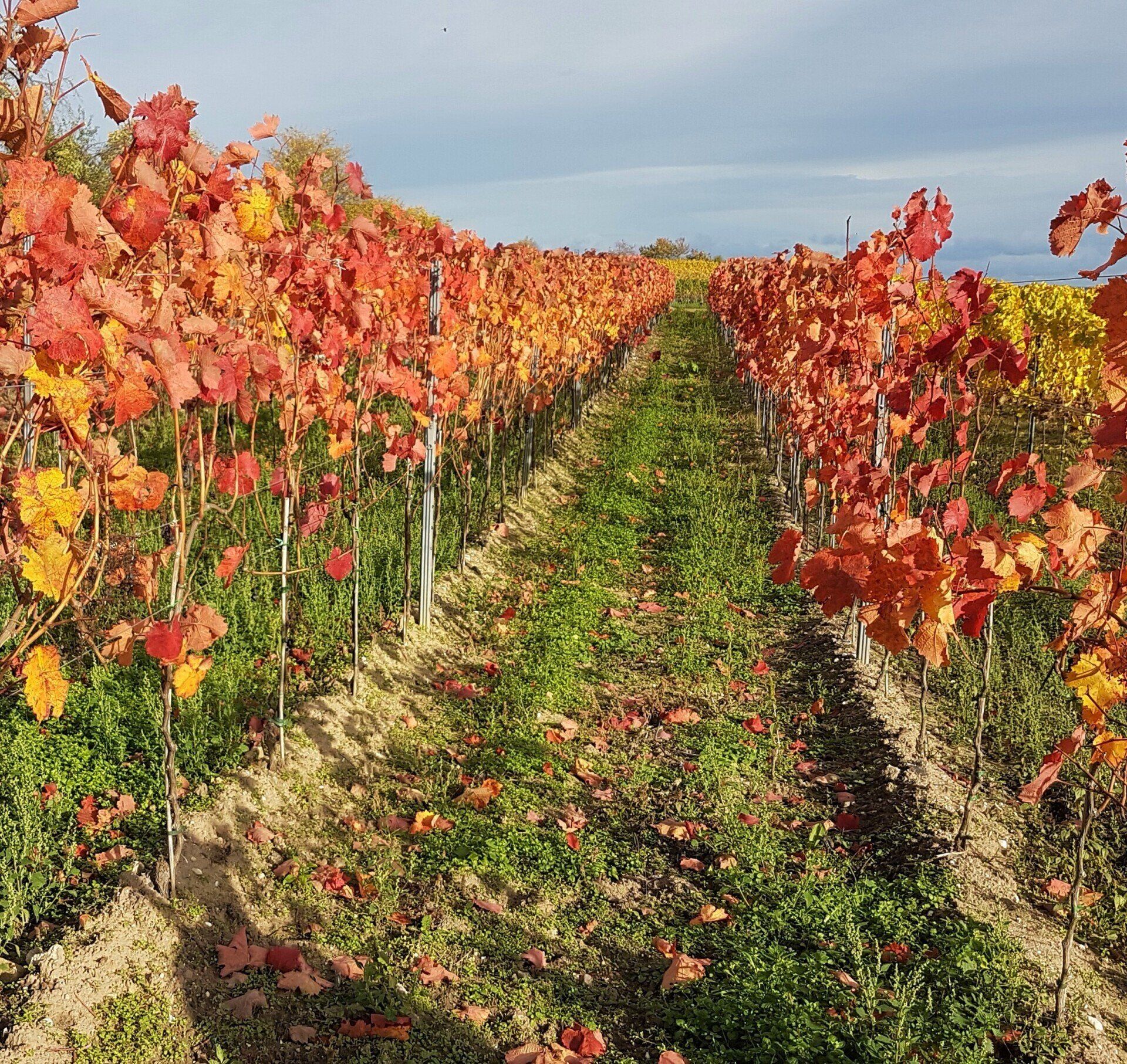 großes Weingut zu verkaufen Pfalz