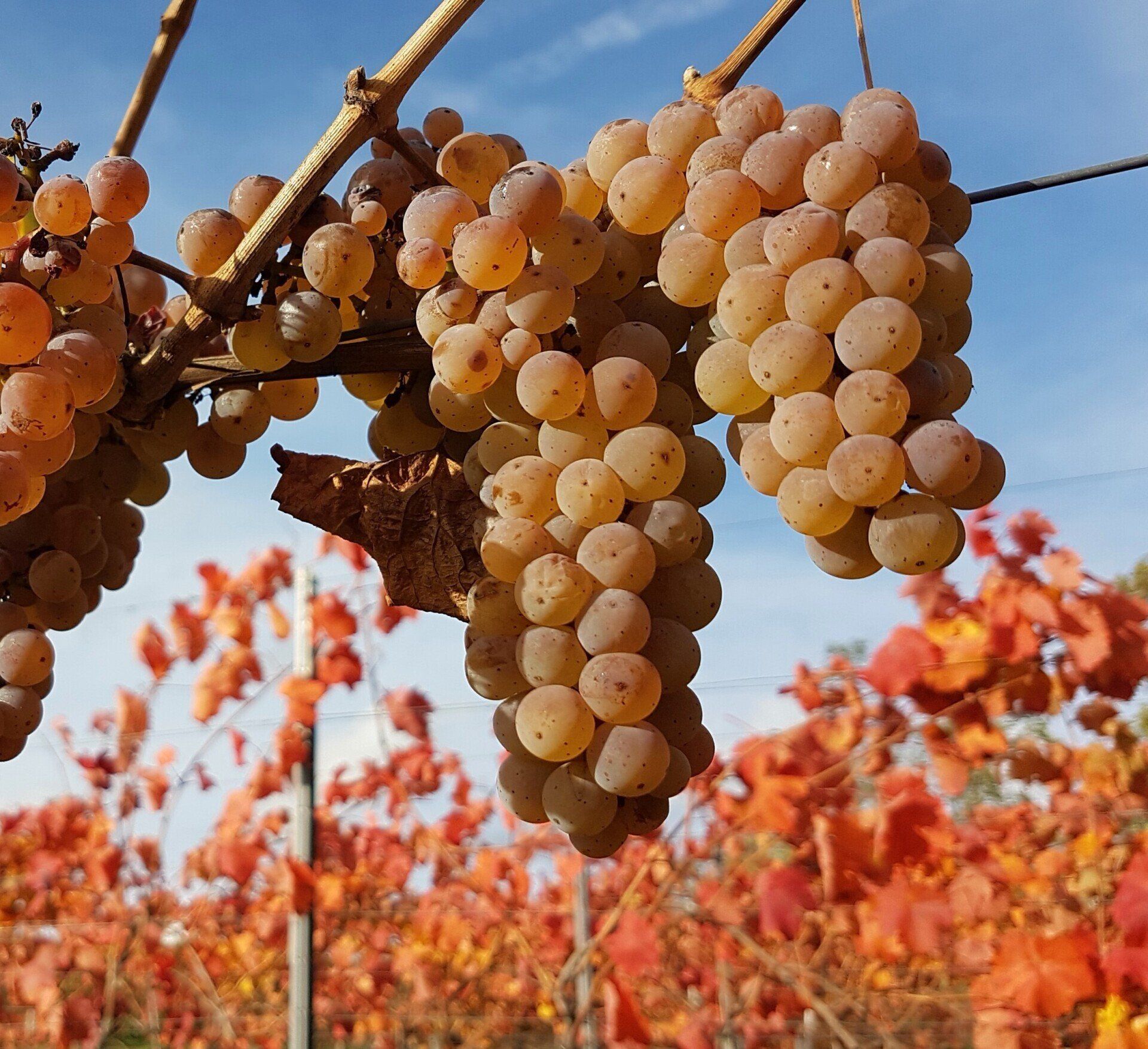 großes Weingut zu verkaufen Pfalz