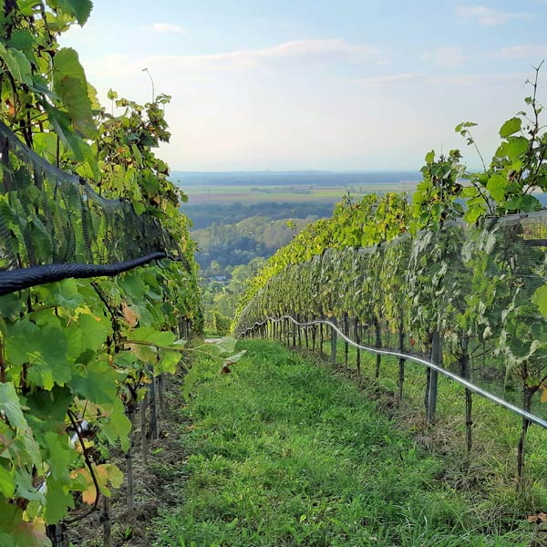 Investor sucht Winzer in Baden