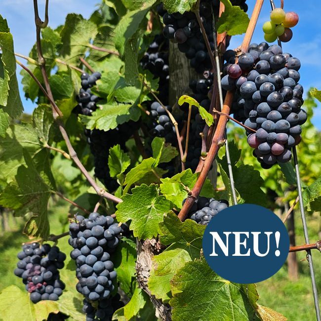 Rheingau Weingut kaufen: Boutique-Weingut mit 3 ha, Vinothek und traumhafter Aussicht