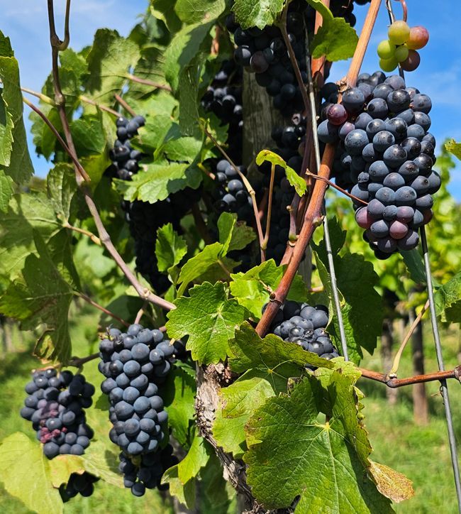 Weingut kaufen Rheingau - Rotwein Trauben