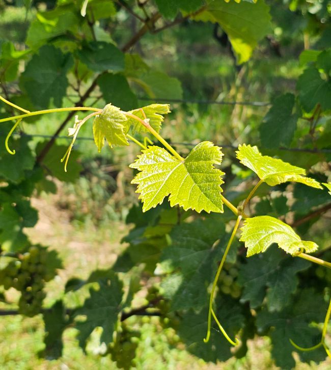 Weingut kaufen Rheingau - junge Reben