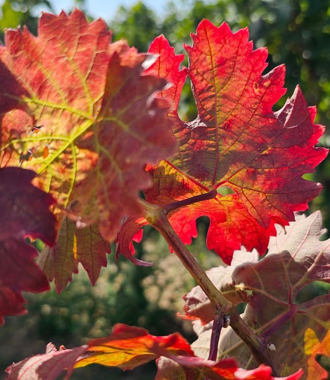 Weingut kaufen Rheingau - Herbstfärbung