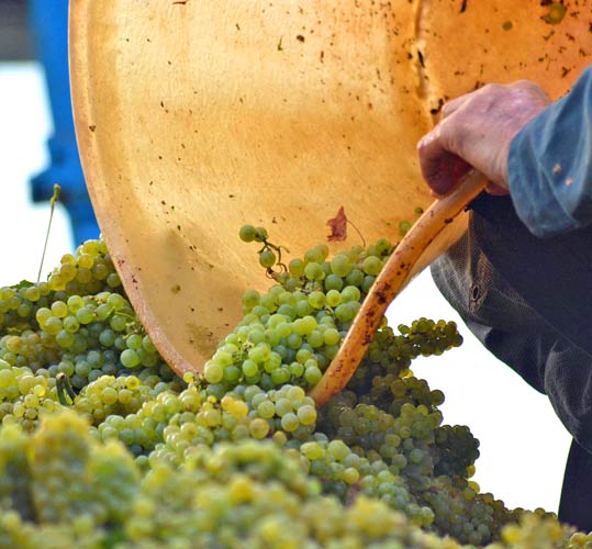 Weingut kaufen Rheingau - Weinlese