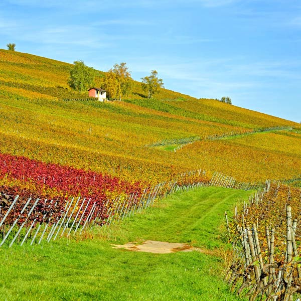 Investor sucht Winzer in Baden