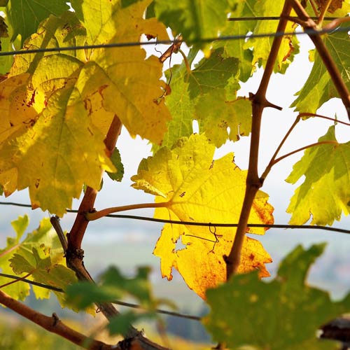 Mosel Weingut kaufen - Steillage