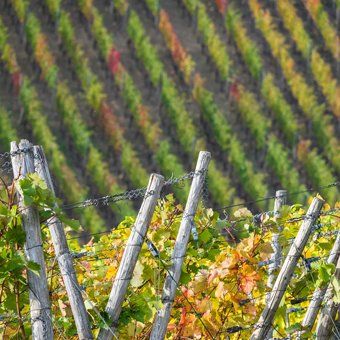 Weingut Rheingau verkauft