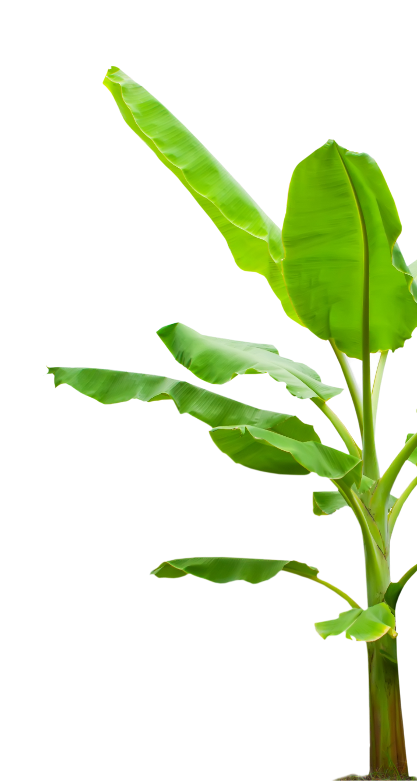 shop sustainable fashion, handcraft, innovation, trendy clothes and accessories, ethically made, eco-conscious, upcycling fashion, All, New, Full Body, Dress, Suit, Overall, Tos, Tank Top, T-Shirt, Polo, Sweatshirt, Pullover, Hoodie, Vest, Blazer, JAcket, Bottoms, Skirt, Short, Pants, Accessories, Hat, Bag, Softwear, Hardwear, Footwear, Do It Yourself, Banana Silk
Kaufen Sie nachhaltige Mode, Handarbeit, Innovation, trendige Kleidung und Accessoires, ethisch hergestellt, umweltbewusst, Upcycling-Mode, Alles, Neu, Ganzkörper, Kleid, Anzug, Overall, Tos, Tanktop, T-Shirt, Polo, Sweatshirt, Pullover, Hoodie, Weste, Blazer, Jacke, Unterteile, Röcke, Shorts, Hosen, Accessoires, Mütze, Tasche, Softwear, Hardwear, Schuhe, Do It Yourself, Bananenseide