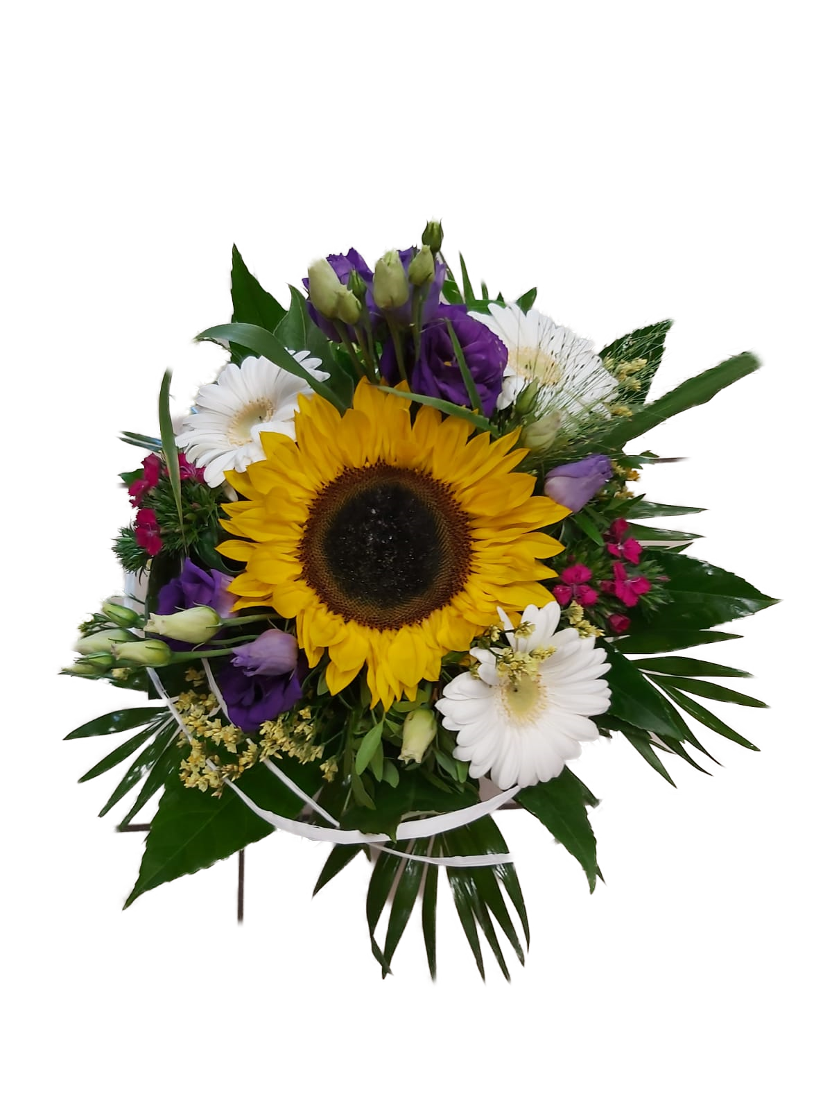 Sonnenblume Sonnenblume