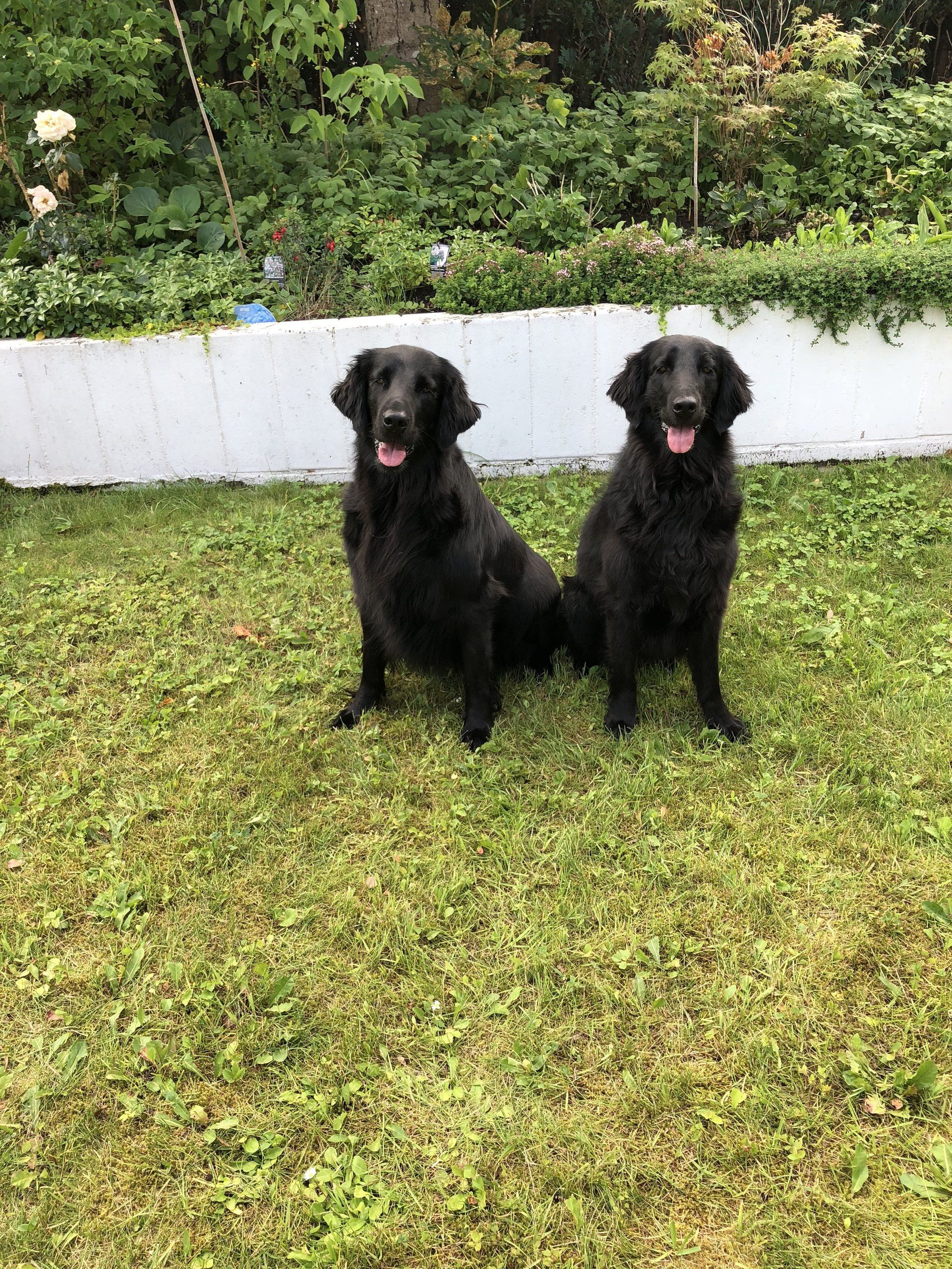 Alva Laurina Terra Marique