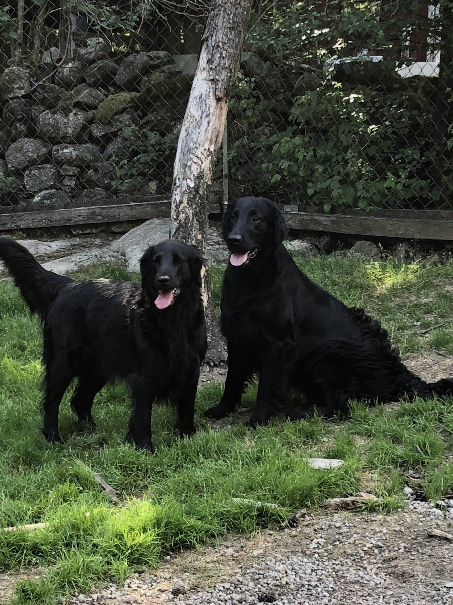 Alva Laurina Terra Marique