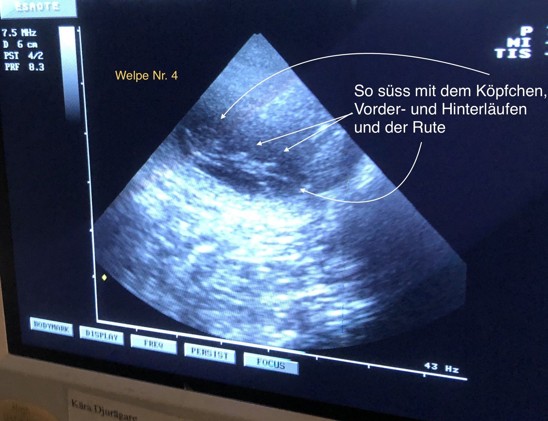 Alva Laurina Terra Marique