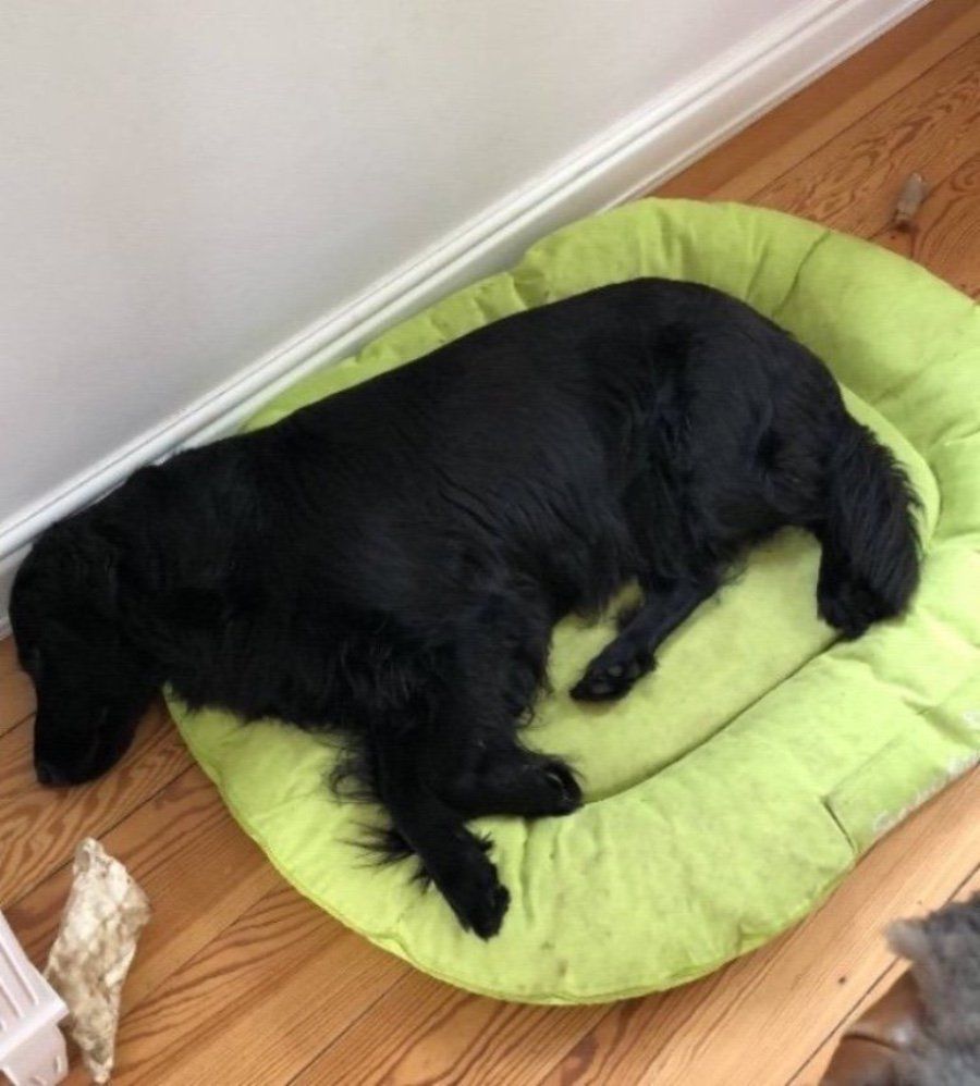 Alva Laurina Terra Marique