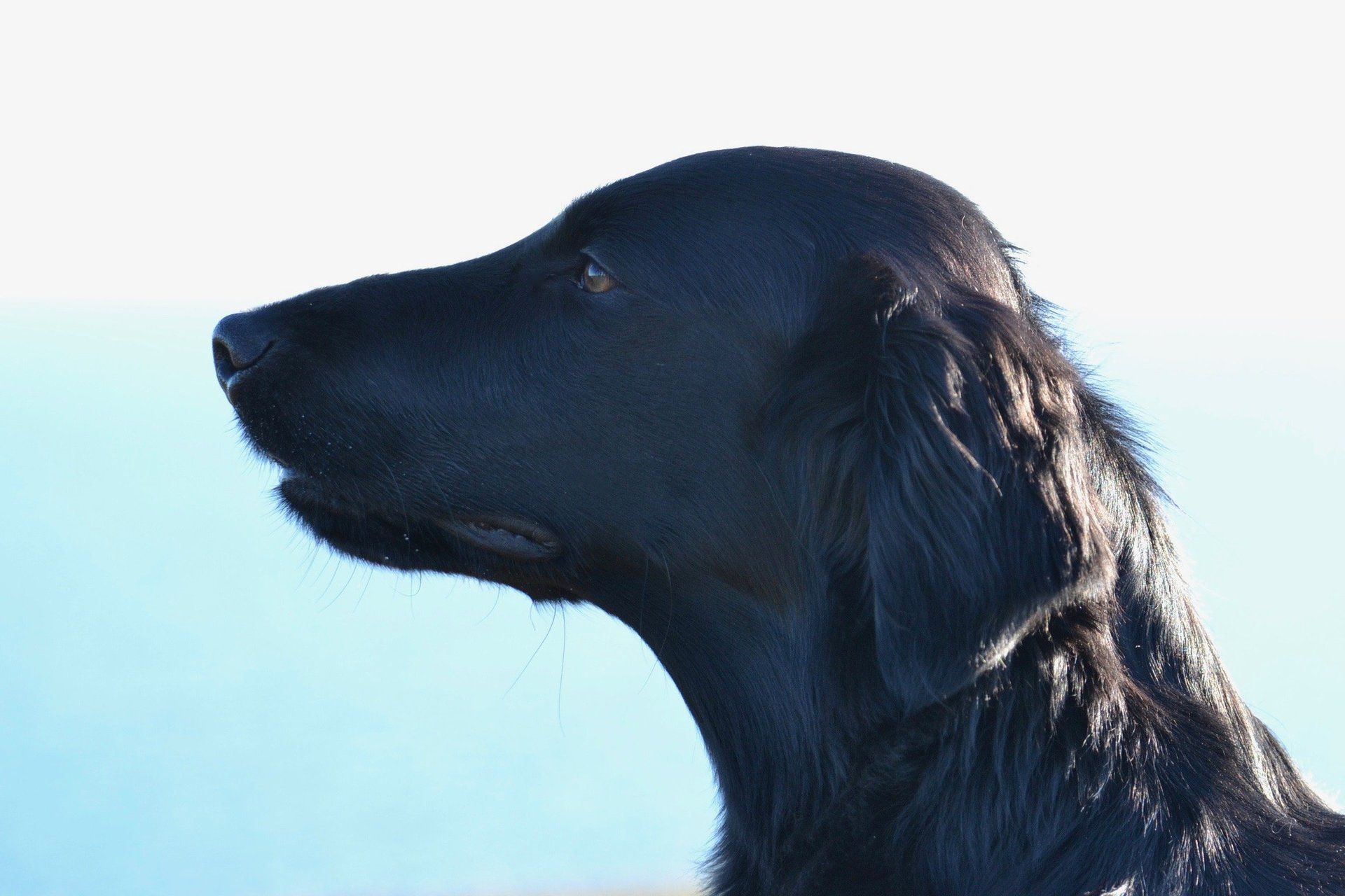 Alva Laurina Terra Marique