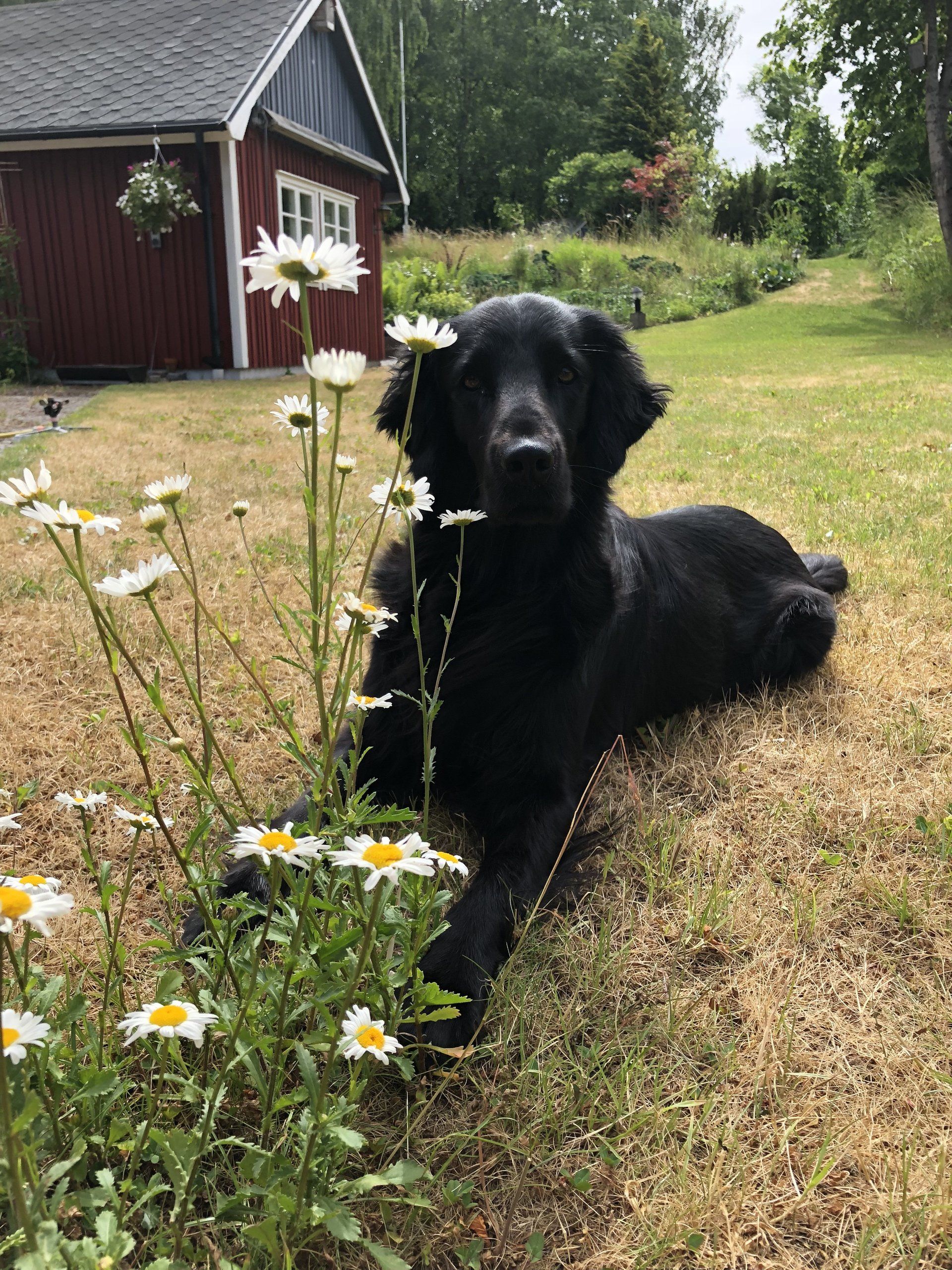 Alva Laurina Terra Marique