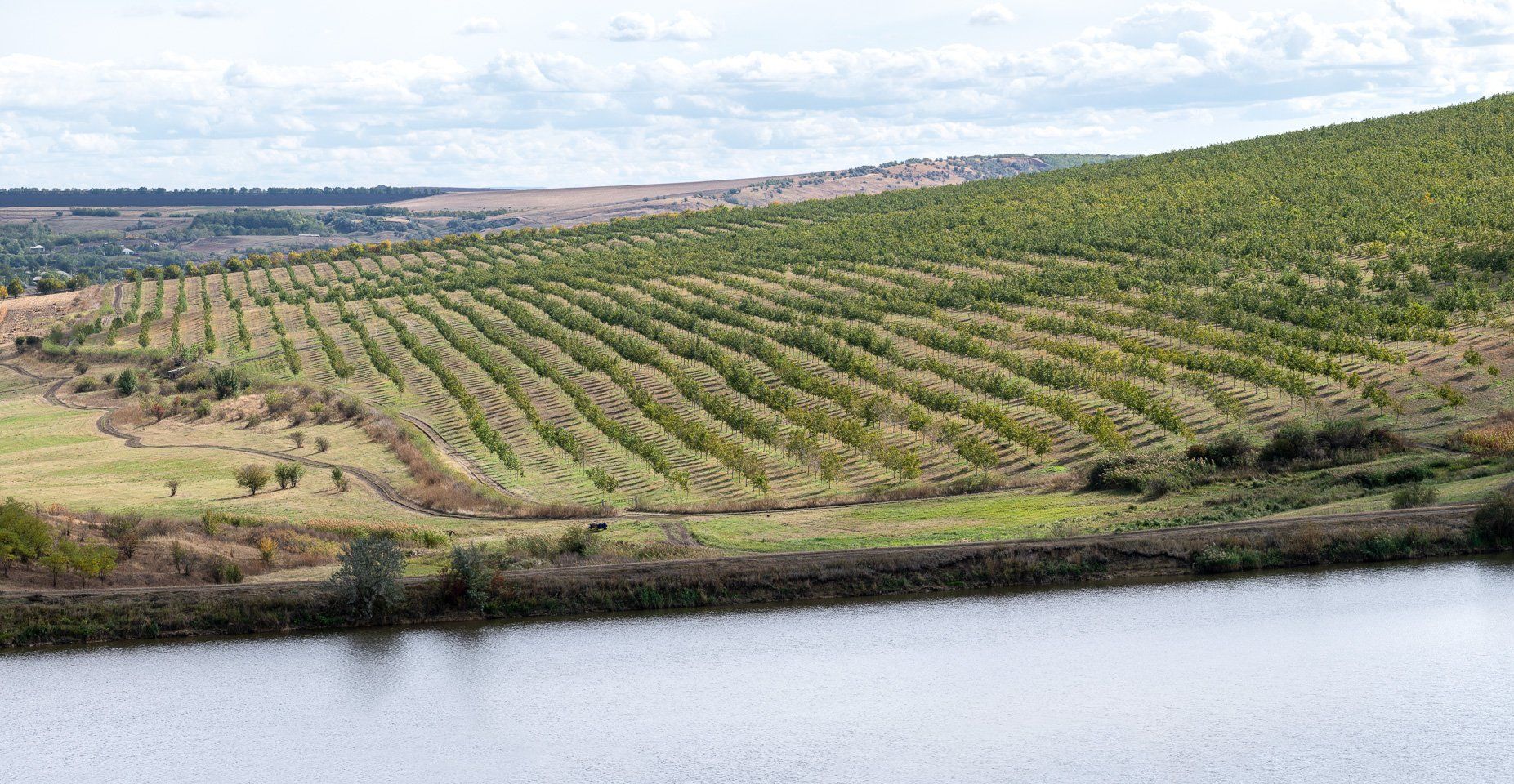 Fernuci - Walnut producer - Moldova