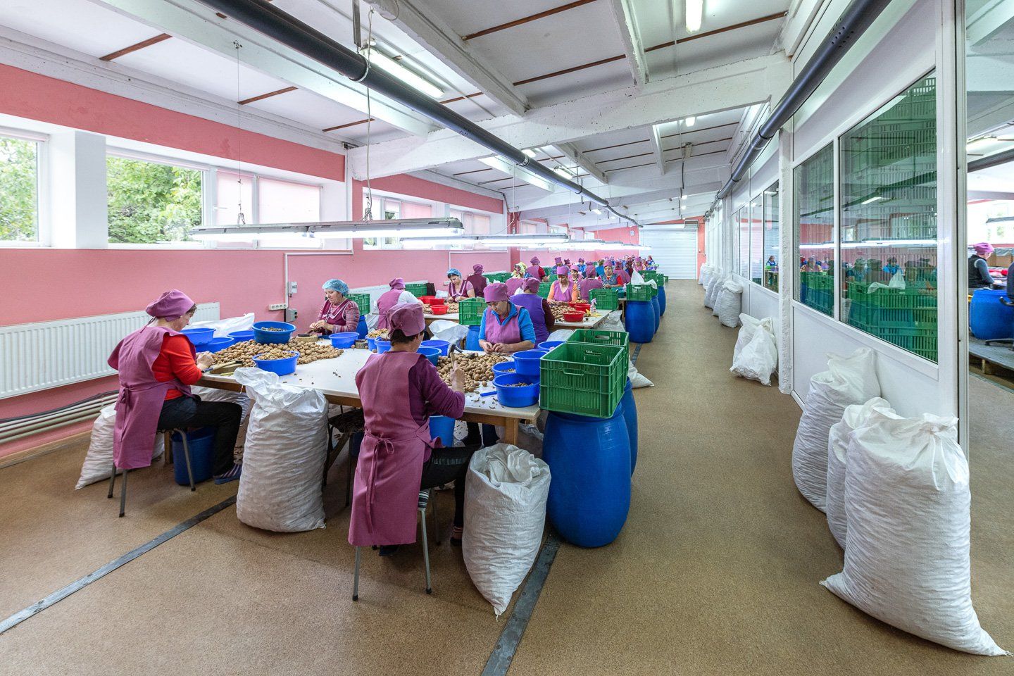 Fernuci - Producteur de noix - Moldavie