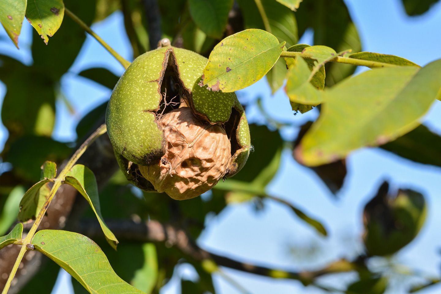 Fernuci - Walnut producer - Moldova