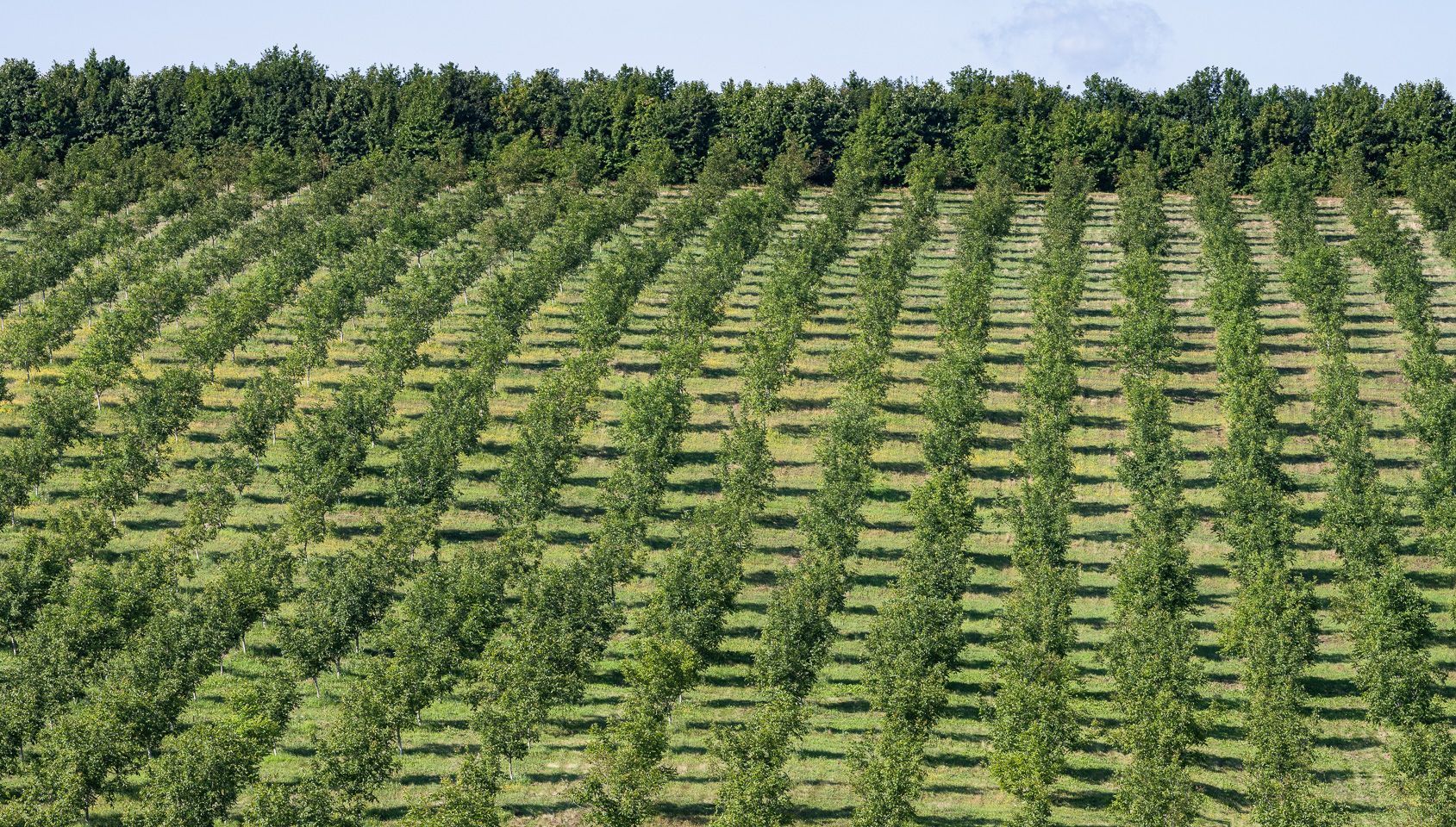 Fernuci - Producteur de noix - Moldavie