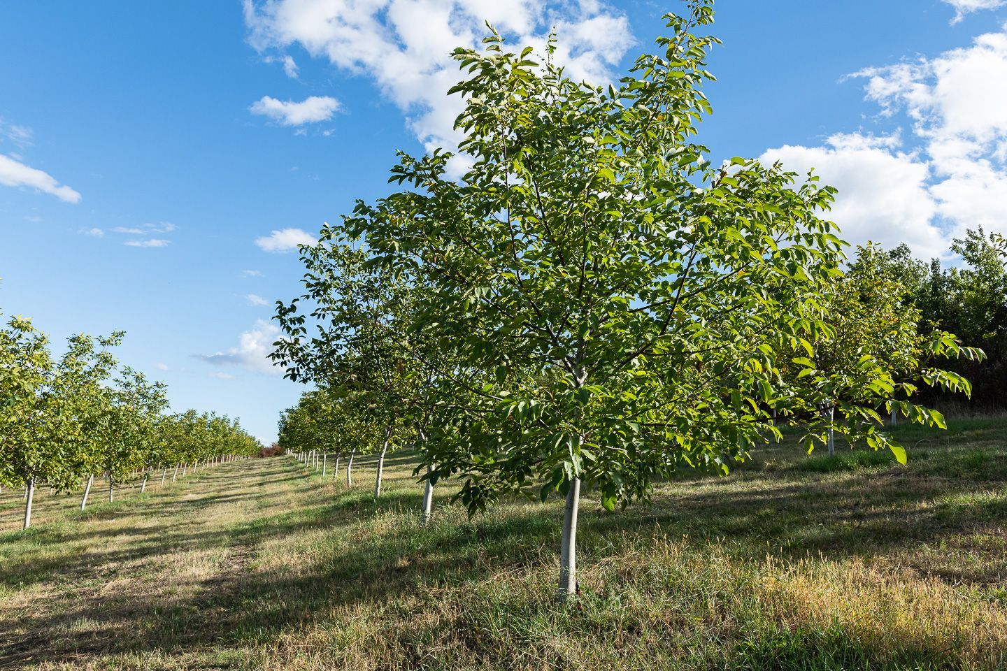 Fernuci - Producteur de noix - Moldavie