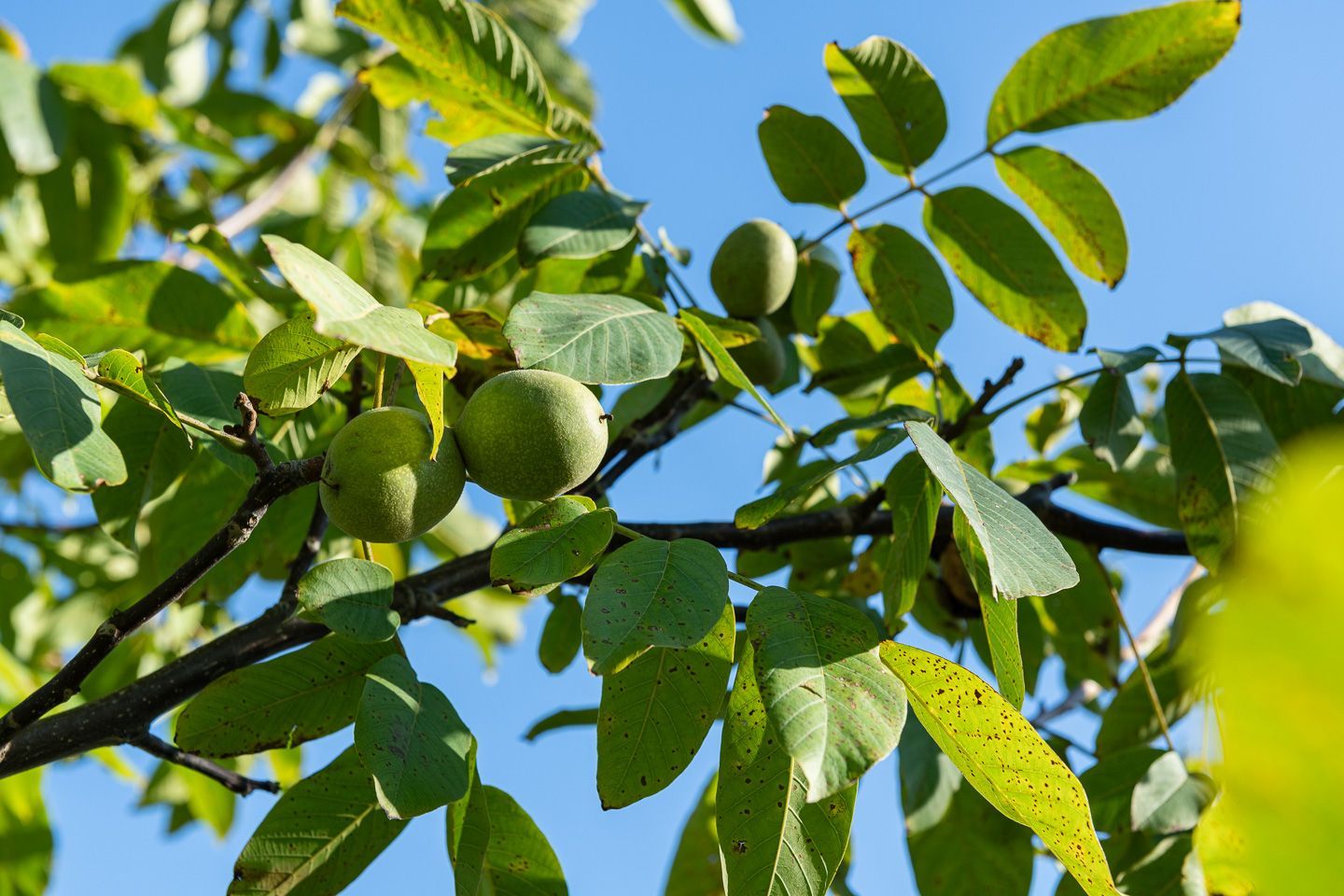 Fernuci - Producteur de noix - Moldavie