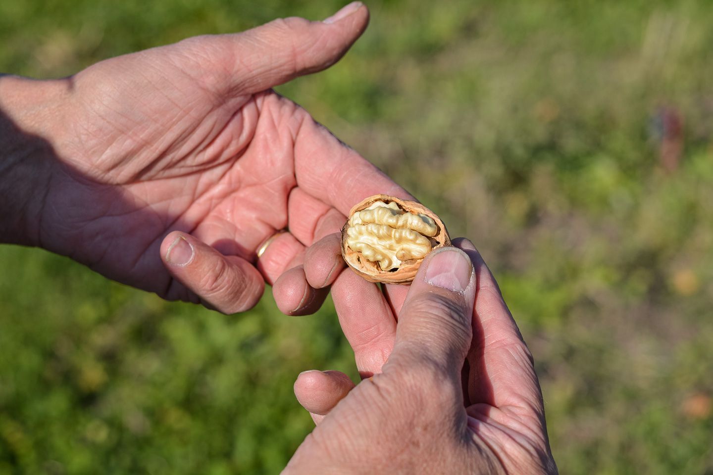 Fernuci - Walnut producer - Moldova