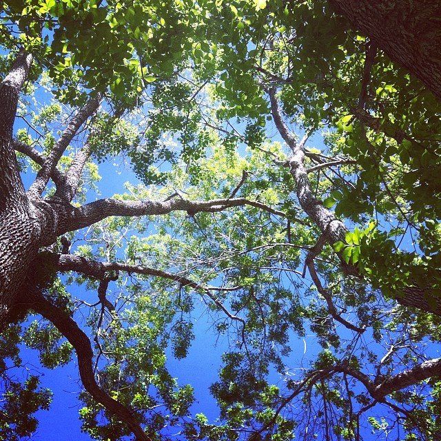 Tree Growth Regulators and their surprising benefits to tree health