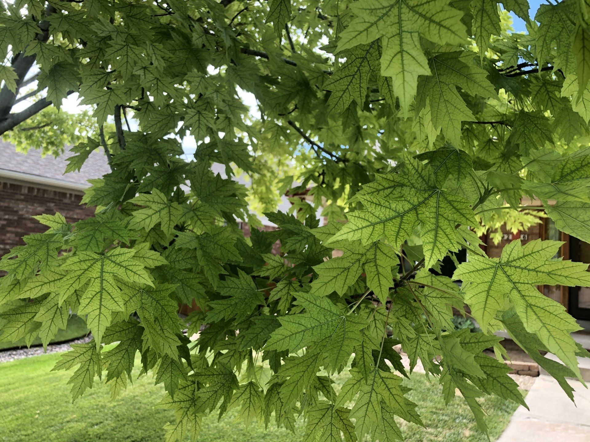 Chlorotic Foliage