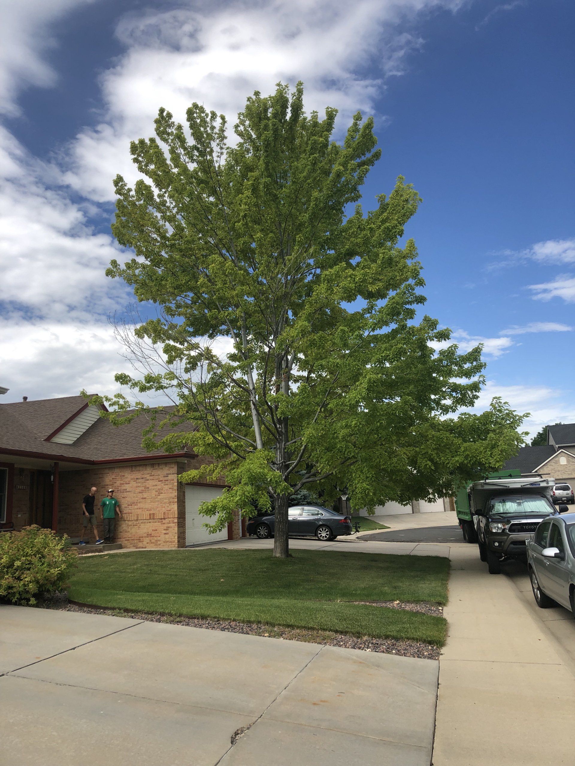 Chlorotic Autumn Blaze Maple
