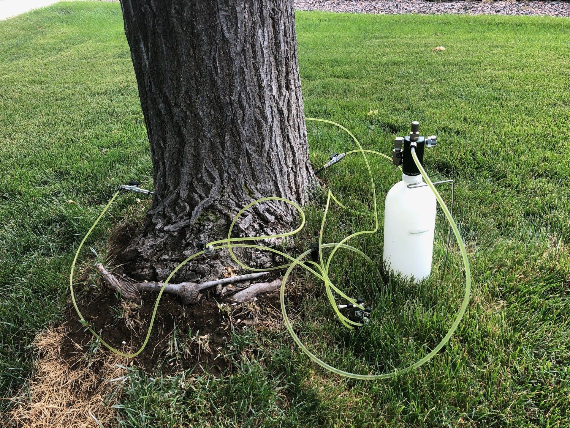 Micronutrient Injection