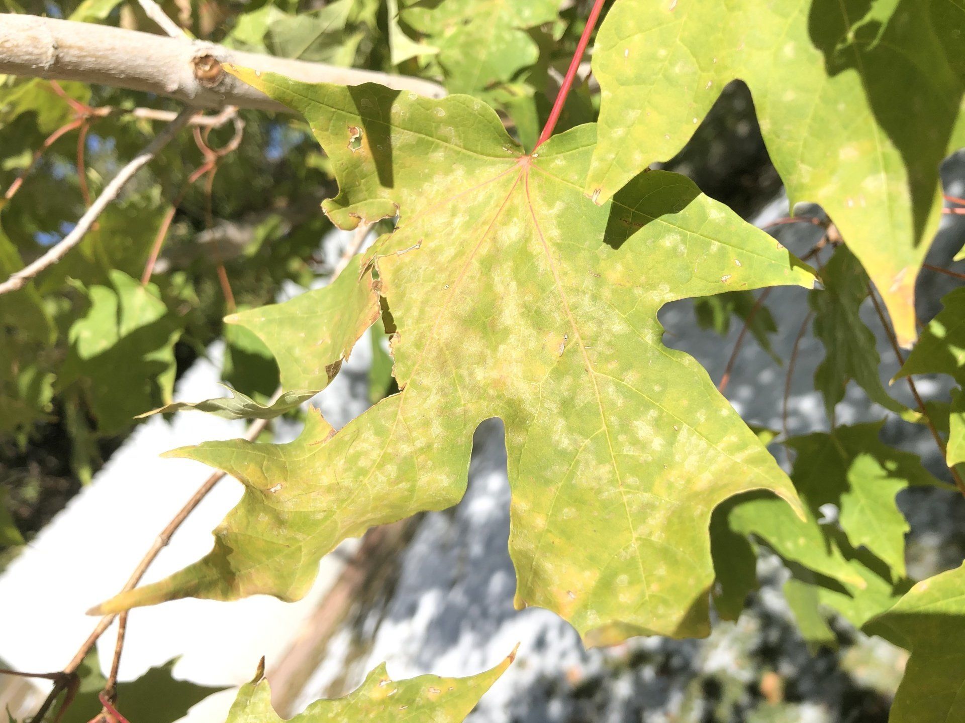 Frost Damaged Leaf