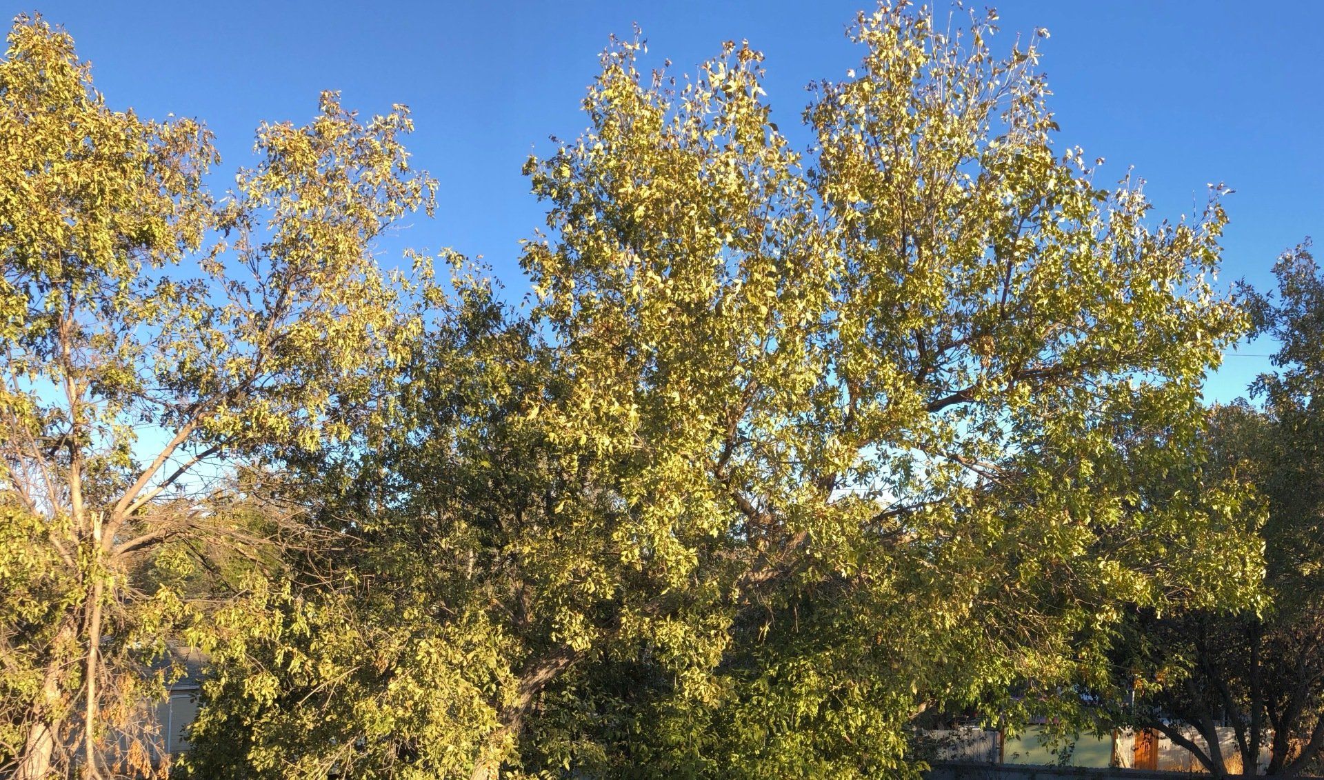 Ash Tree Damaged by Frost